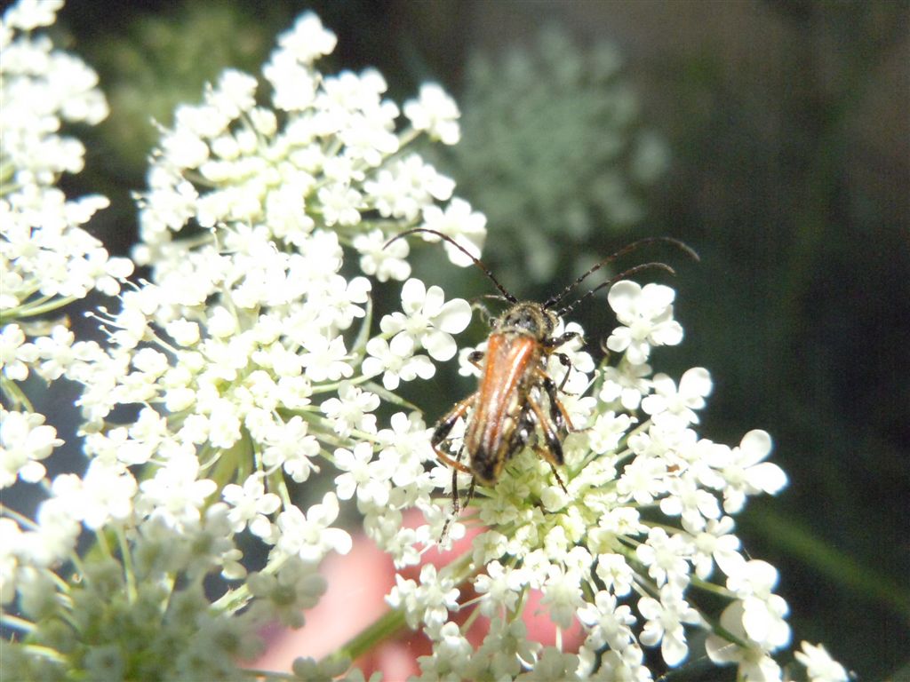 Oedemeridae? No. Stenopterus ater  (Cerambycidae)
